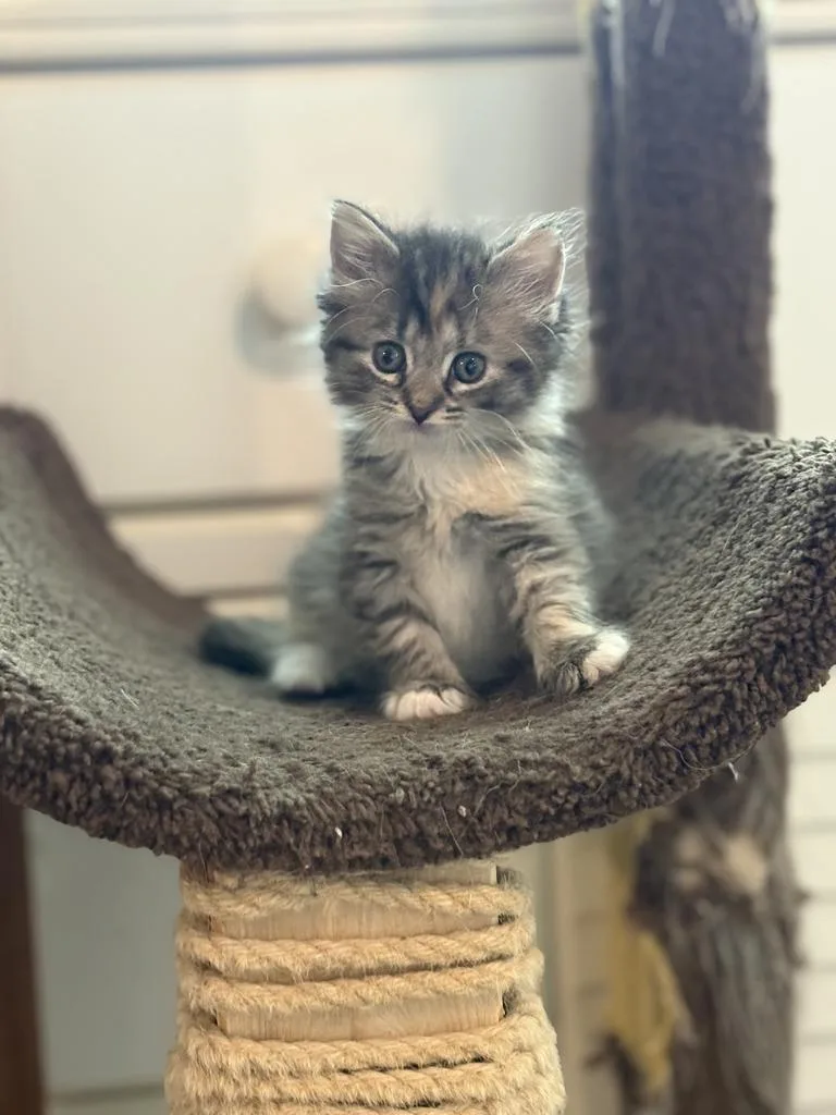 A baby medium-sized female Domestic Long Hair cat named Cookie for adoption in Florence, SC