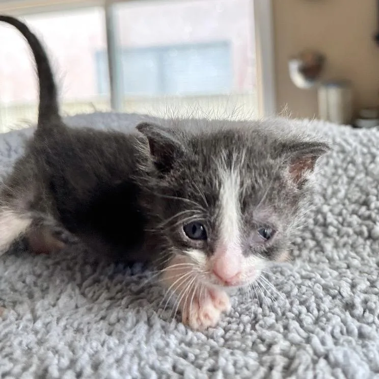 A baby small-sized male Gray / Blue / Silver Domestic Short Hair cat named Escutcheon for adoption in Westminster, CA