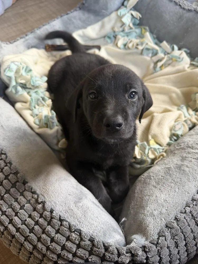 A baby small-sized male Black Hound dog named Tornado for adoption in Waunakee, WI