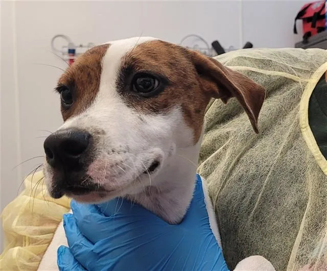 A baby small-sized female Terrier dog named Peony for adoption in Tucson, AZ