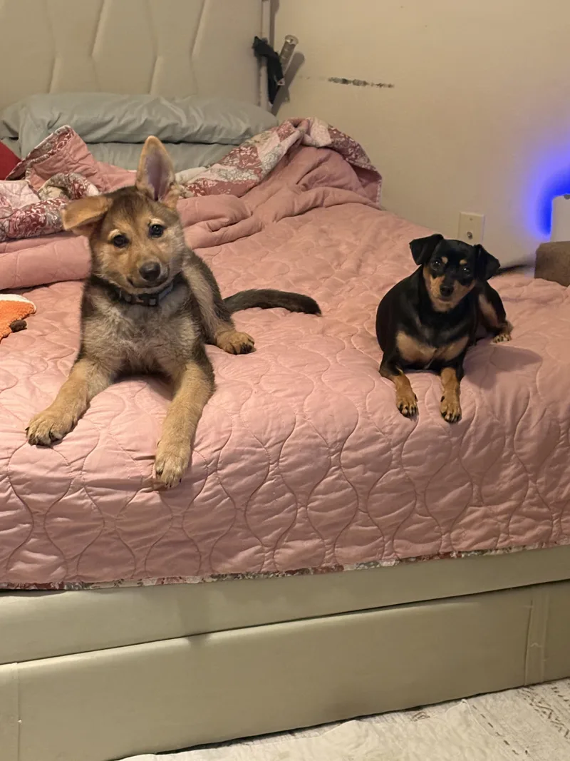 A baby large-sized female Bicolor Shepherd dog named Tilly for adoption in ROWLETT, TX
