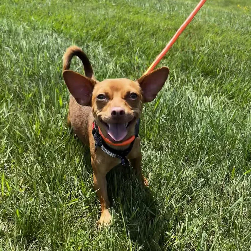 Spike