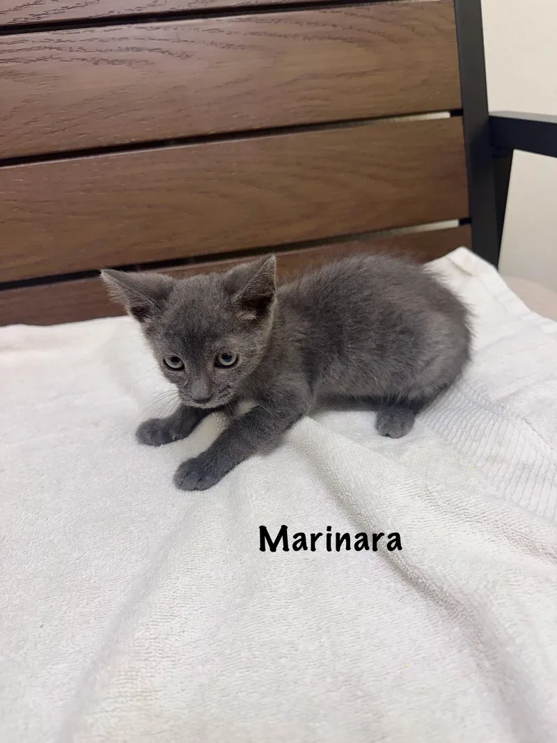 A baby medium-sized male Gray / Blue / Silver Domestic Short Hair cat named Marinara for adoption in Port Lavaca, TX