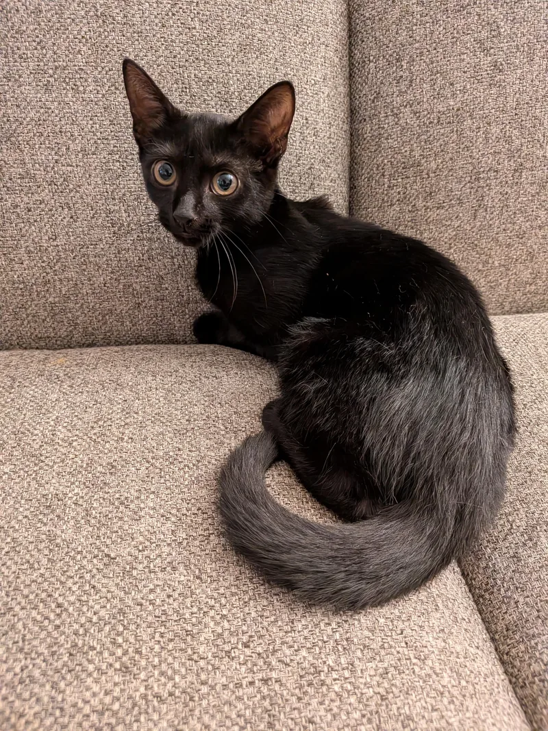 A baby small-sized female Black Domestic Short Hair cat named Shawna for adoption in Bayonne, NJ