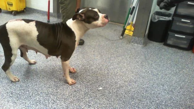An adult medium-sized female Pit Bull Terrier dog named Phoenix for adoption in Charlotte, NC