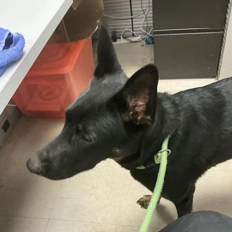 An adult medium-sized female Black German Shepherd Dog dog named Revelie for adoption in St Joseph, MO