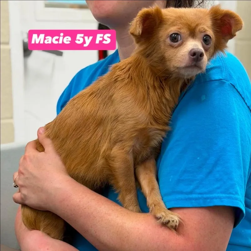 Macie