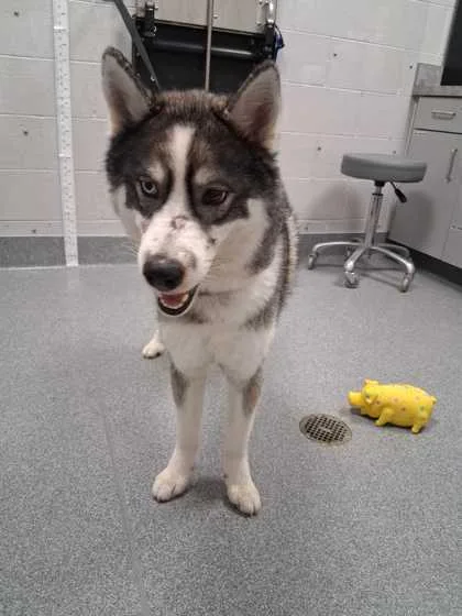 Zeus Magoose