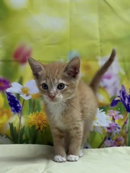 A baby small-sized male Domestic Short Hair cat named Caspian for adoption in San Antonio, TX