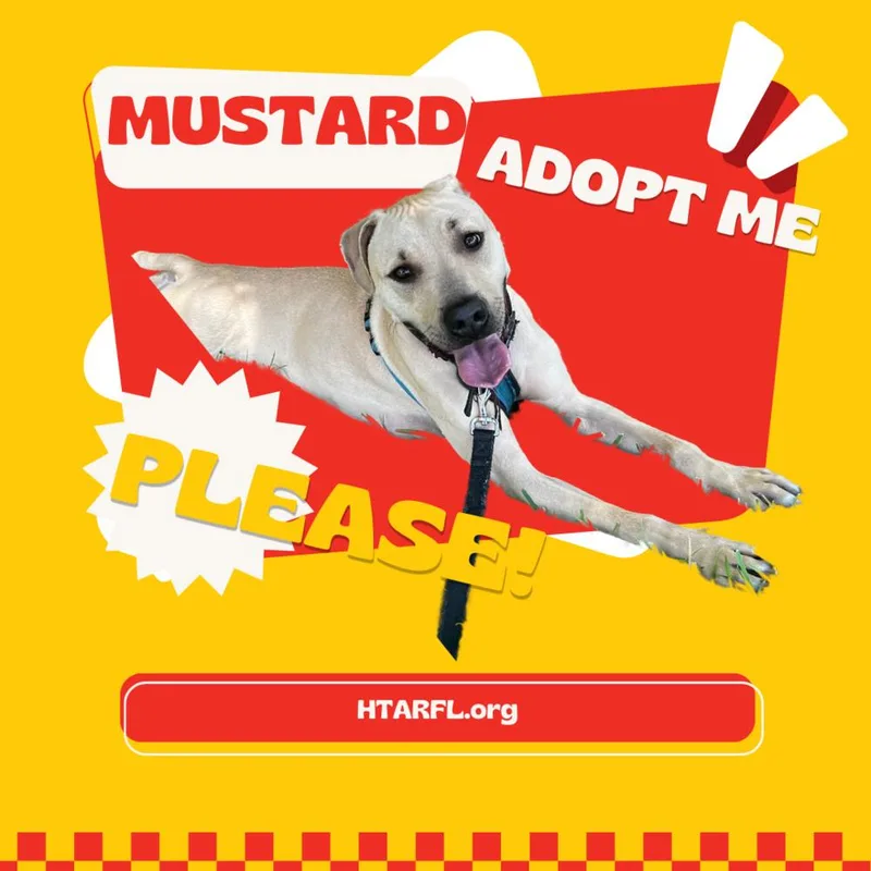 Mustard thumbnail 6