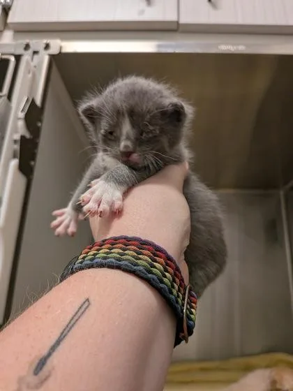 A baby small-sized unknown Domestic Short Hair cat named Disbelief for adoption in Atlanta, GA