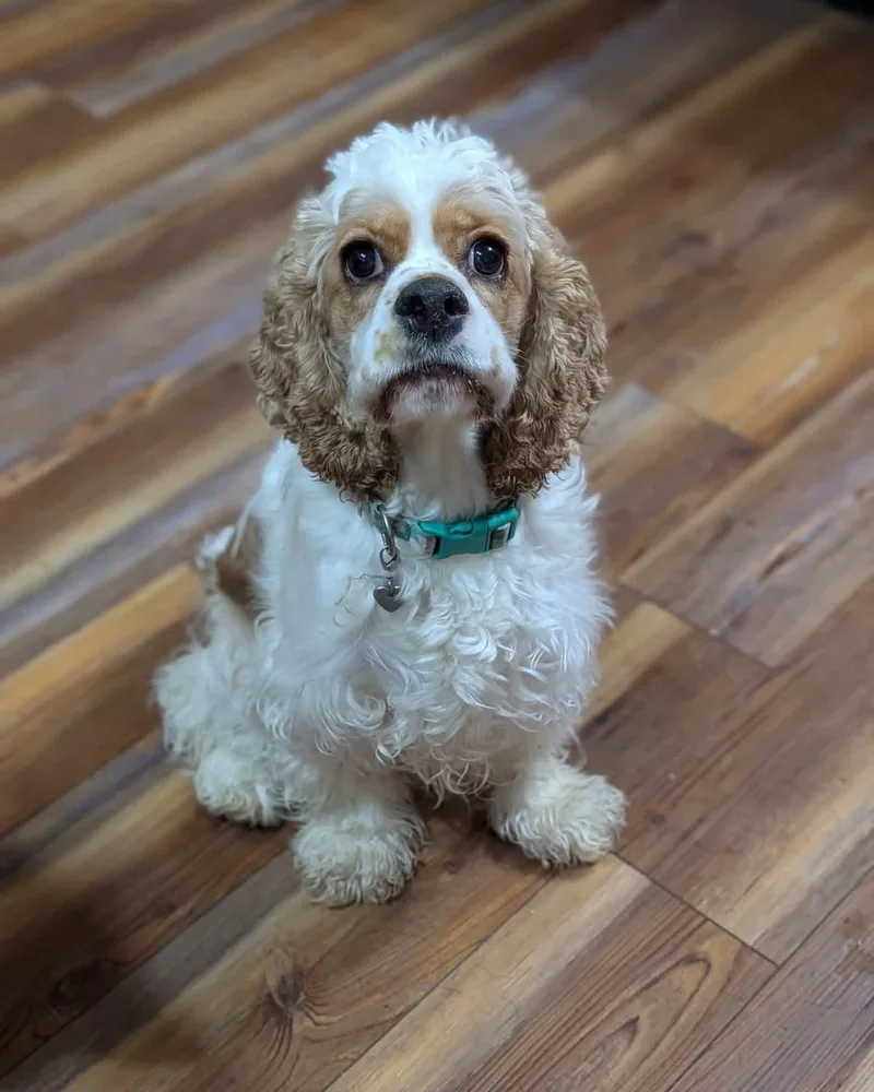 A young medium-sized female Cocker Spaniel dog named Gracie for adoption in Cowlesville, NY