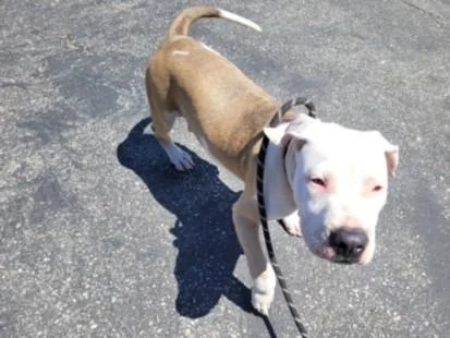 A young small-sized male Pit Bull Terrier dog named Ollie for adoption in San Pedro, CA