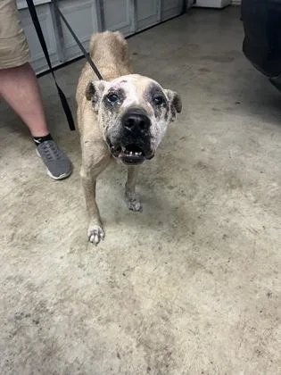 An adult large-sized male Pit Bull Terrier dog named Panko for adoption in Gainesville, FL