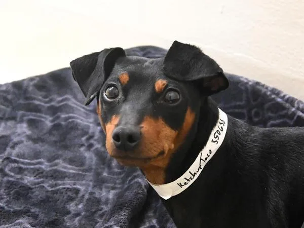 A young small-sized male Miniature Pinscher dog named Ketchup Taco for adoption in Portland, OR