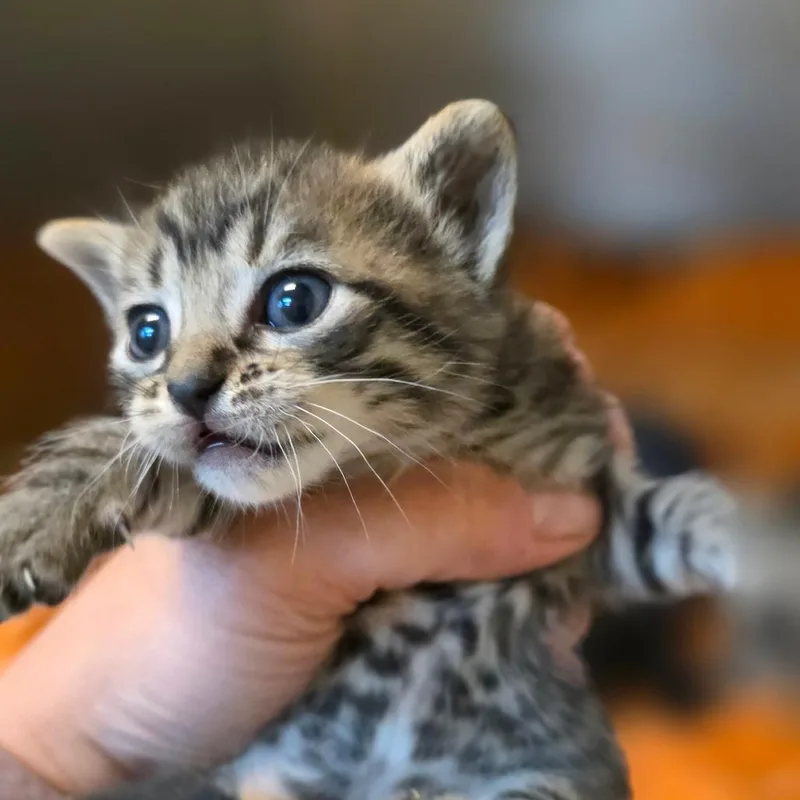 A baby small-sized female Brown / Chocolate Domestic Short Hair cat named Luna for adoption in Buellton, CA