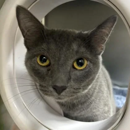 A young small-sized male Domestic Short Hair cat named Smokey for adoption in Wheaton, IL