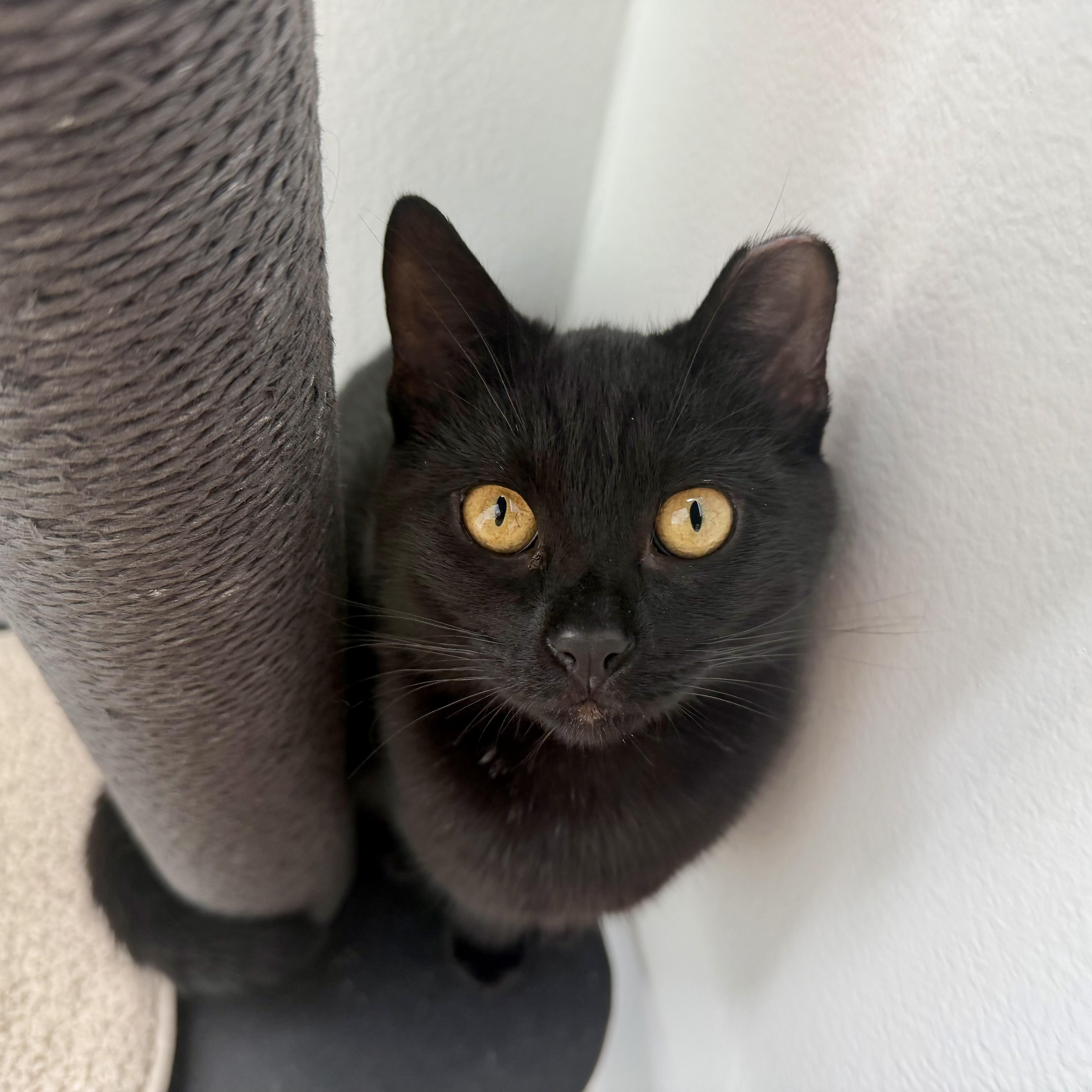 A young medium-sized male Black Domestic Short Hair cat named Panther And Bagheera for adoption in Half Moon Bay, CA