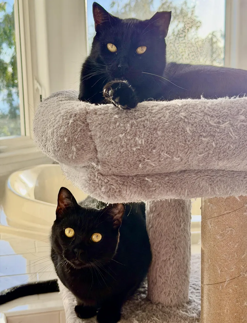 Panther And Bagheera thumbnail 2