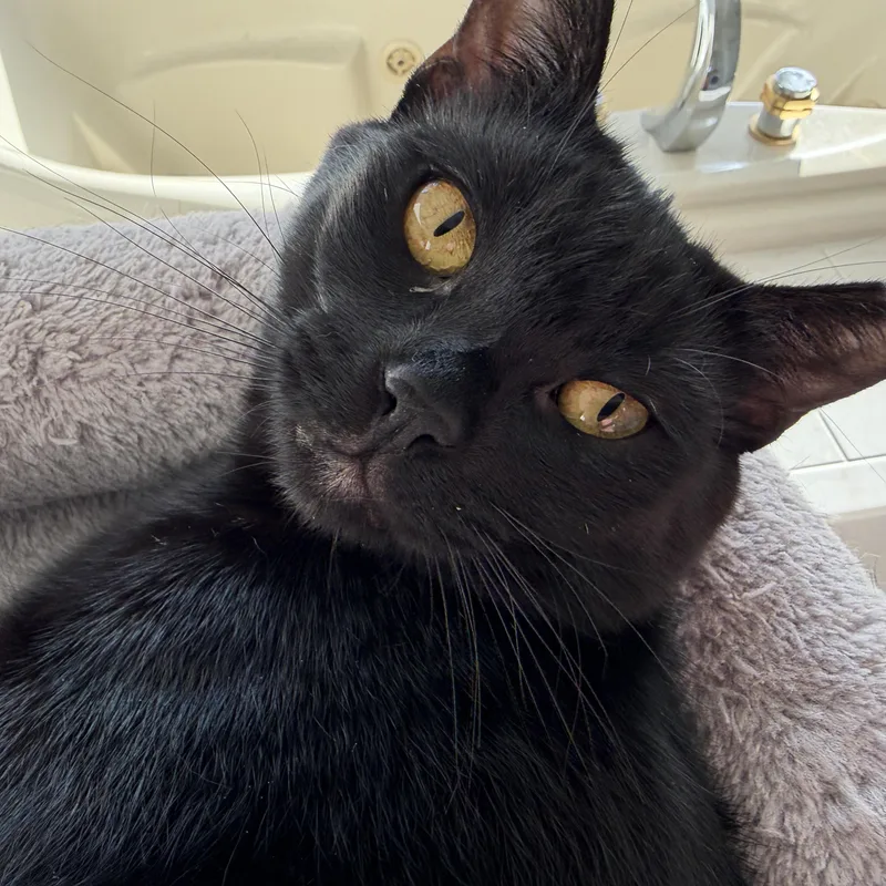 Panther And Bagheera thumbnail 4
