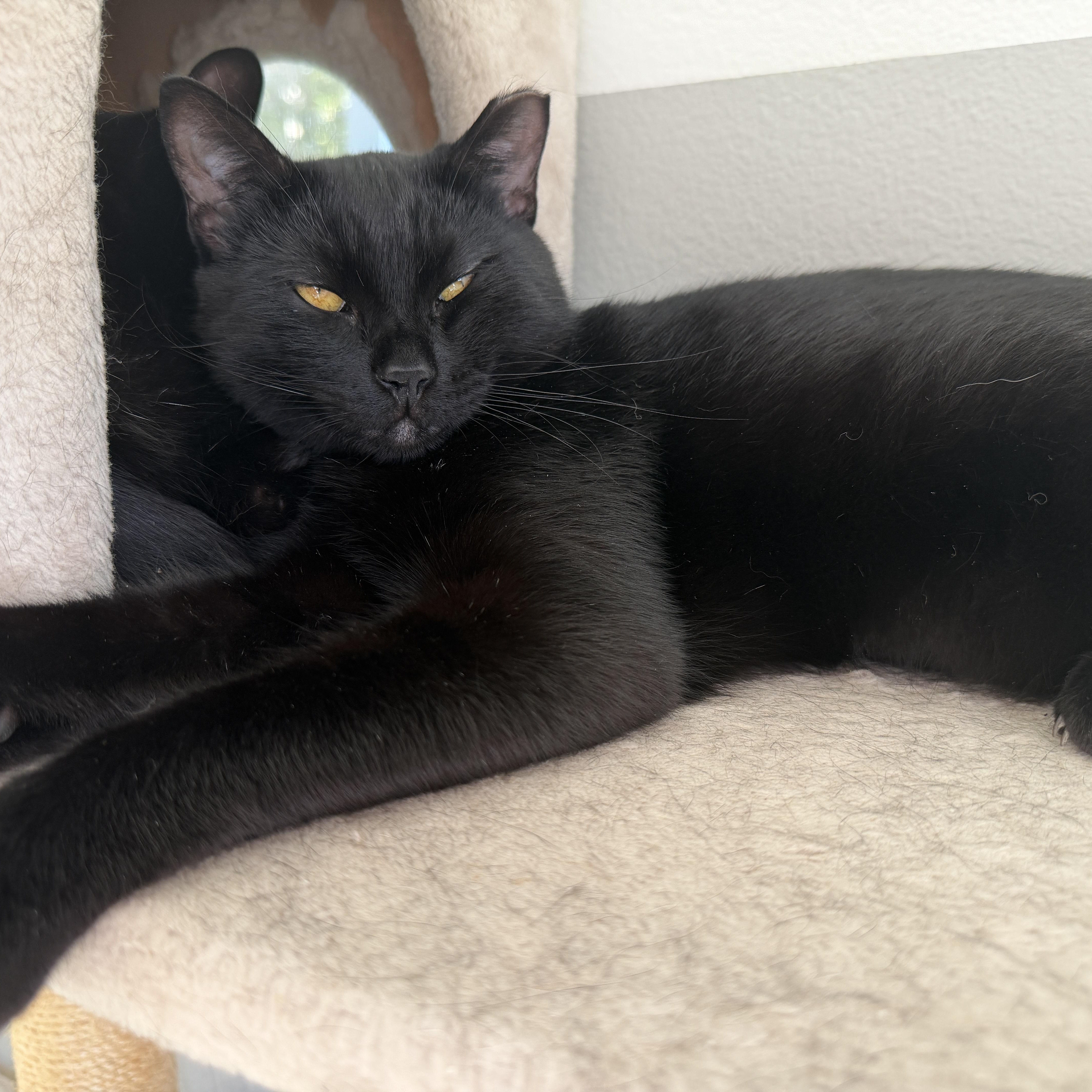 Panther And Bagheera thumbnail 5
