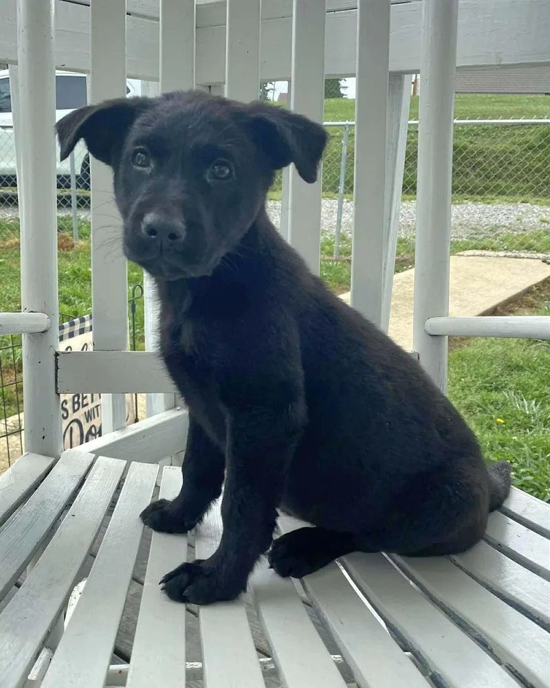 A baby large-sized male Black Labrador Retriever dog named Cole for adoption in Salamanca, NY