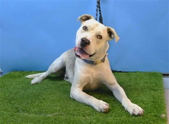 A young large-sized male Pit Bull Terrier dog named Thunder for adoption in Gardena, CA