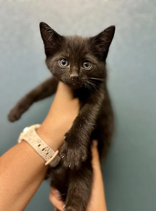 A baby small-sized male Domestic Short Hair cat named Onyx for adoption in Victorville, CA