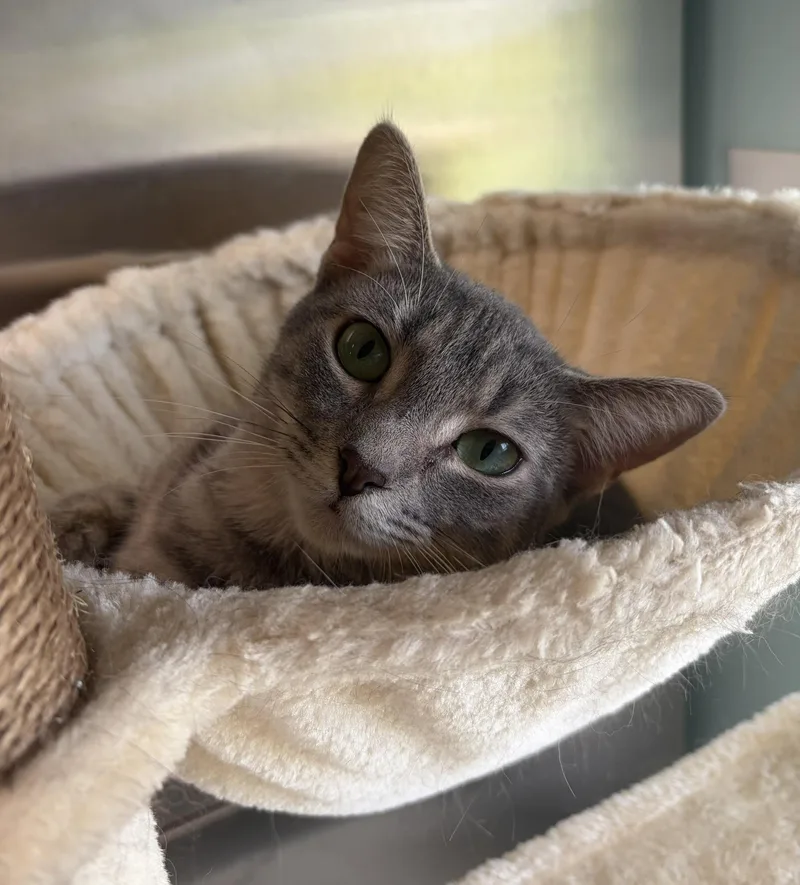 A young medium-sized female Tabby (Gray / Blue / Silver) Domestic Short Hair cat named Blue for adoption in Seneca, PA