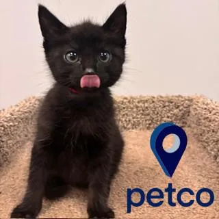A baby small-sized male Domestic Short Hair cat named Freddy for adoption in Janesville, WI