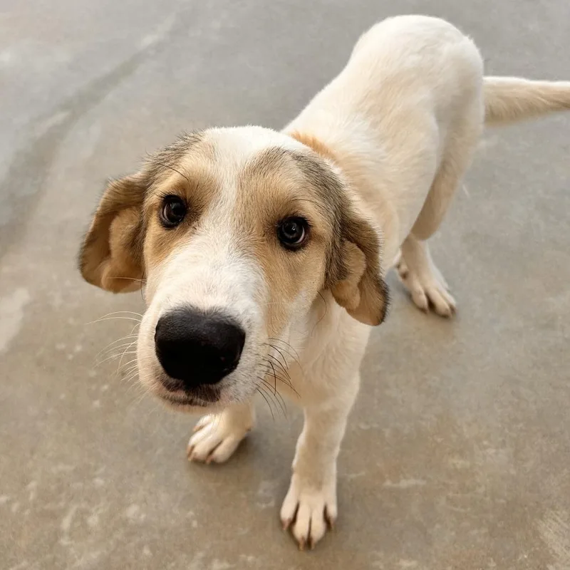 A baby medium-sized male White / Cream Great Pyrenees dog named Rodeo for adoption in Freeport, FL