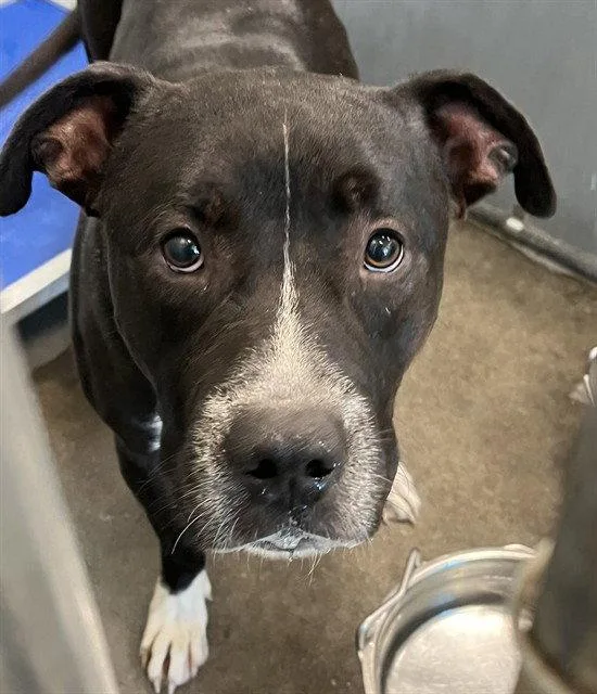 An adult large-sized male American Staffordshire Terrier dog named Toby for adoption in Tavares, FL