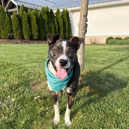 A young medium-sized male Black Australian Kelpie dog named Yosemite for adoption in Novelty, OH