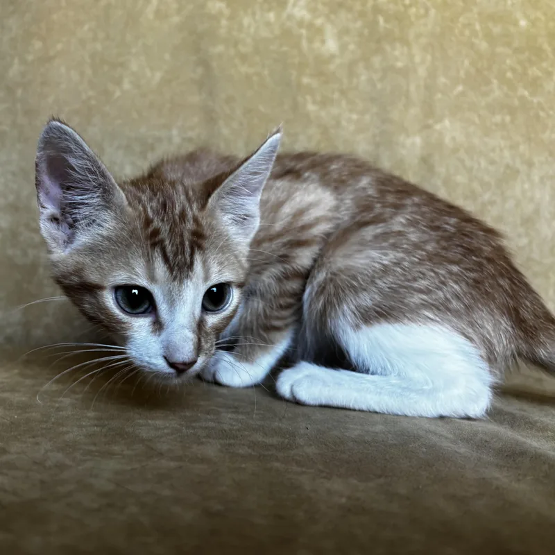 A baby medium-sized female Tabby (Orange / Red) Domestic Short Hair cat named Reeses for adoption in Liverpool, TX