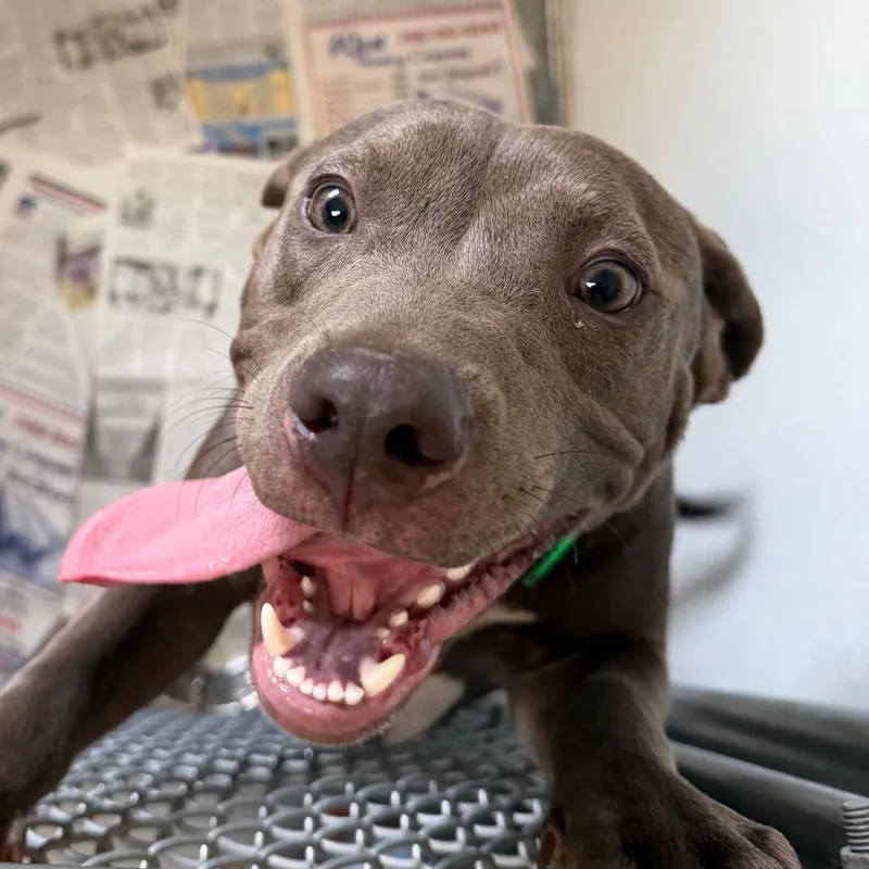 A young medium-sized male Gray / Blue / Silver Mixed Breed dog named Pesto for adoption in Blairsville, GA