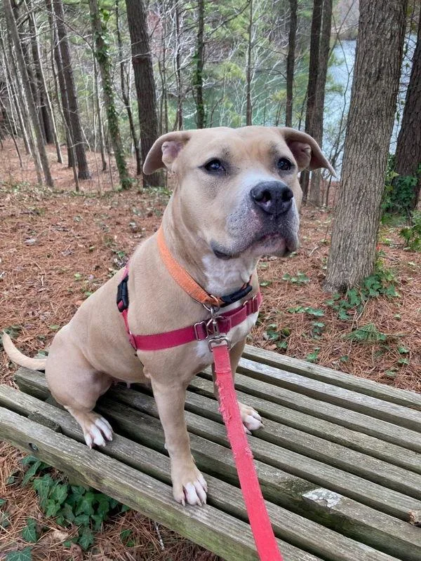 An adult large-sized female Pit Bull Terrier dog named Chantilly for adoption in Virginia Beach, VA