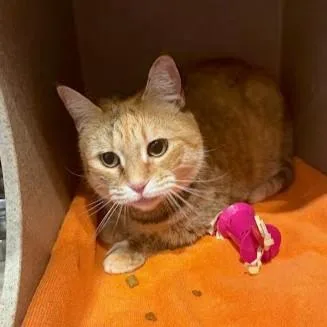 A senior medium-sized male Domestic Short Hair cat named Dallas for adoption in Washington, DC