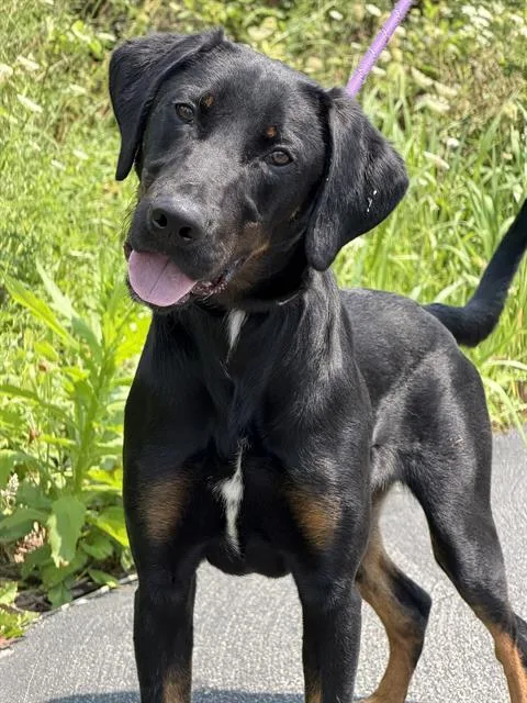A young large-sized male Black and Tan Coonhound dog named Romeo for adoption in Canfield, OH