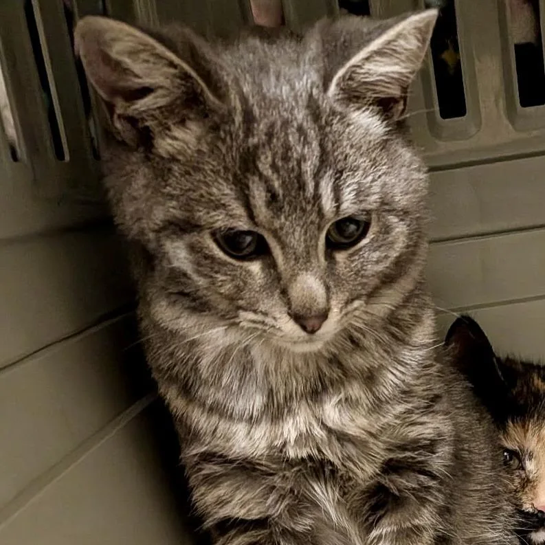 A young medium-sized male Gray / Blue / Silver Domestic Short Hair cat named Mutt for adoption in Mount Juliet, TN