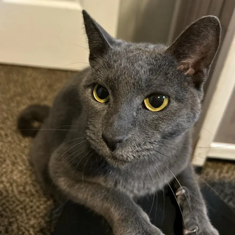 A senior medium-sized female Gray / Blue / Silver Domestic Short Hair cat named Friendly for adoption in Green Bay, WI