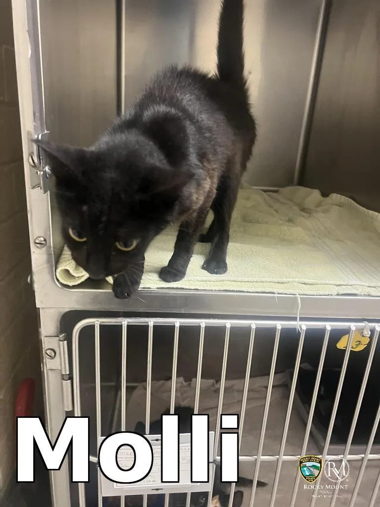 A baby small-sized female Domestic Short Hair cat named Molli for adoption in Rocky Mount, NC