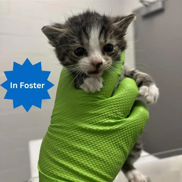 A baby small-sized male Domestic Short Hair cat named Joey for adoption in Indianapolis, IN