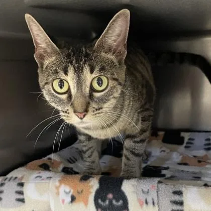 An adult small-sized female Domestic Short Hair cat named Lava for adoption in Wheaton, IL