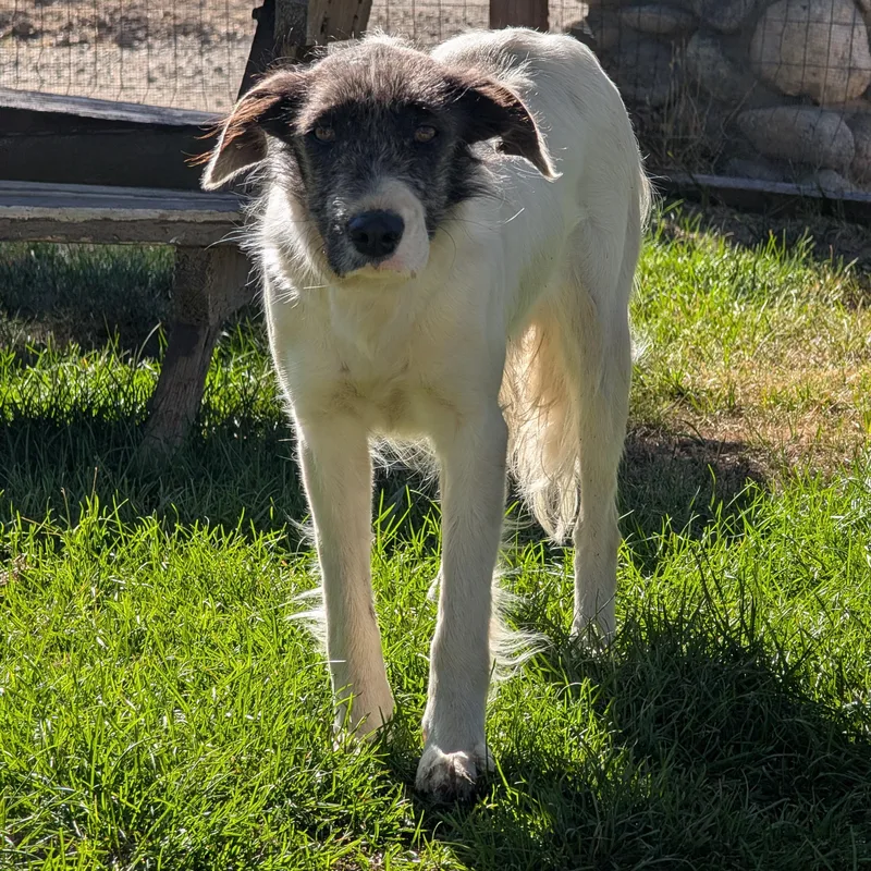 A young medium-sized female Bicolor Jack Russell Terrier dog named Columbina for adoption in Mountain Center, CA