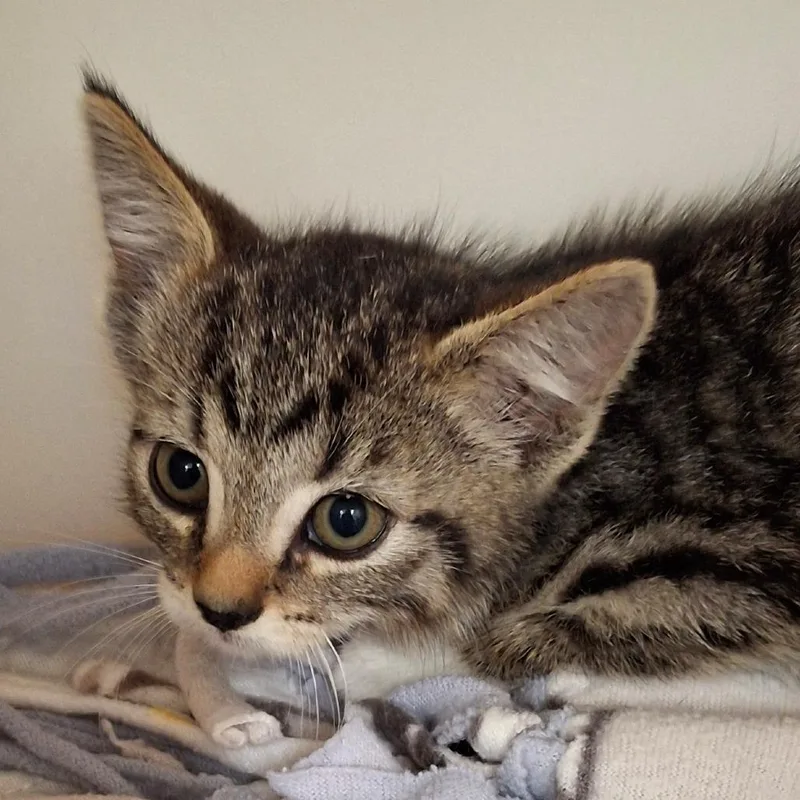 A baby small-sized female Domestic Short Hair cat named Apple for adoption in Zanesville, OH
