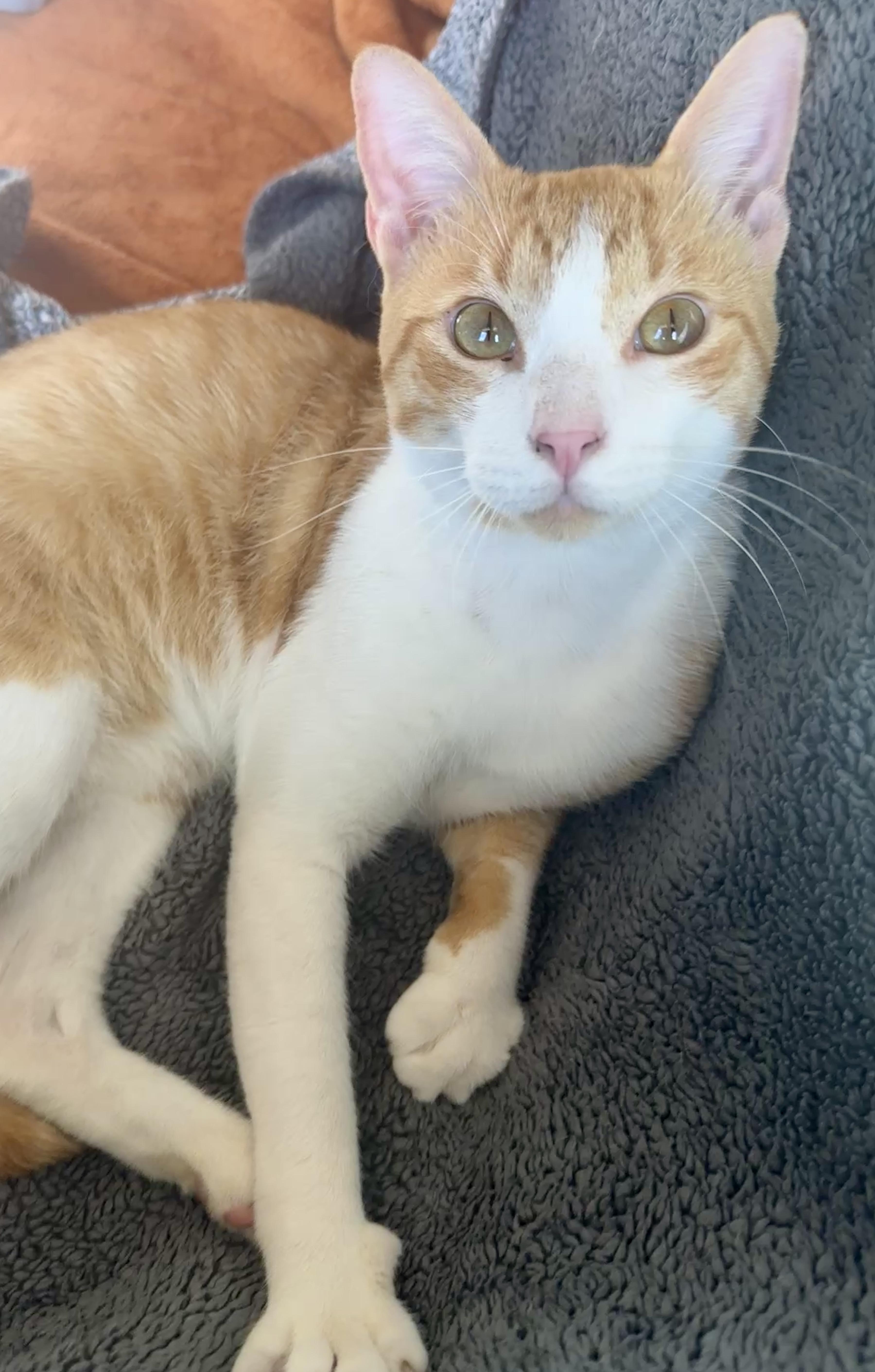 A young medium-sized male Orange / Red Domestic Short Hair cat named Tater for adoption in Houston, TX