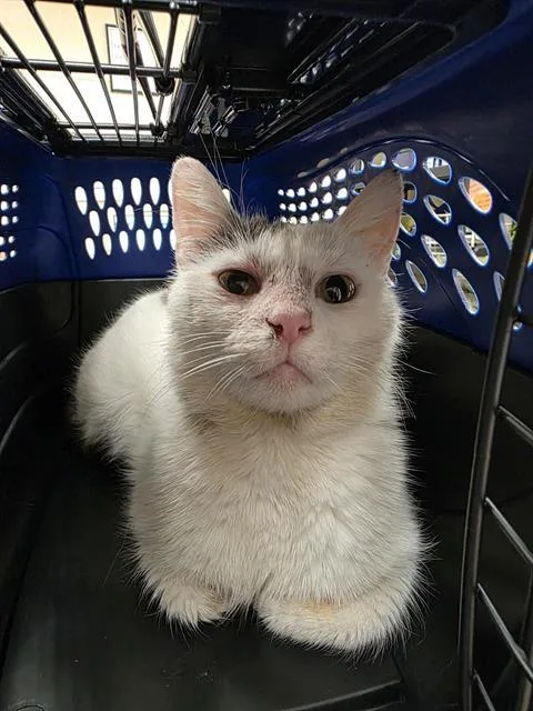 An adult small-sized female Domestic Short Hair cat named Tulip for adoption in Aliquippa, PA