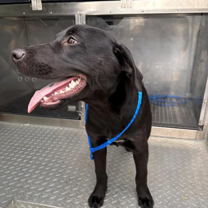A young medium-sized male Black Labrador Retriever dog named Jaja for adoption in Bryan, TX