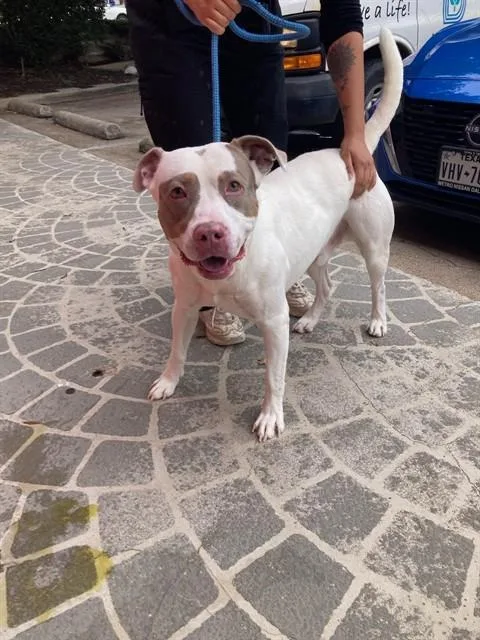 An adult large-sized male Pit Bull Terrier dog named Thrifty for adoption in Dallas, TX