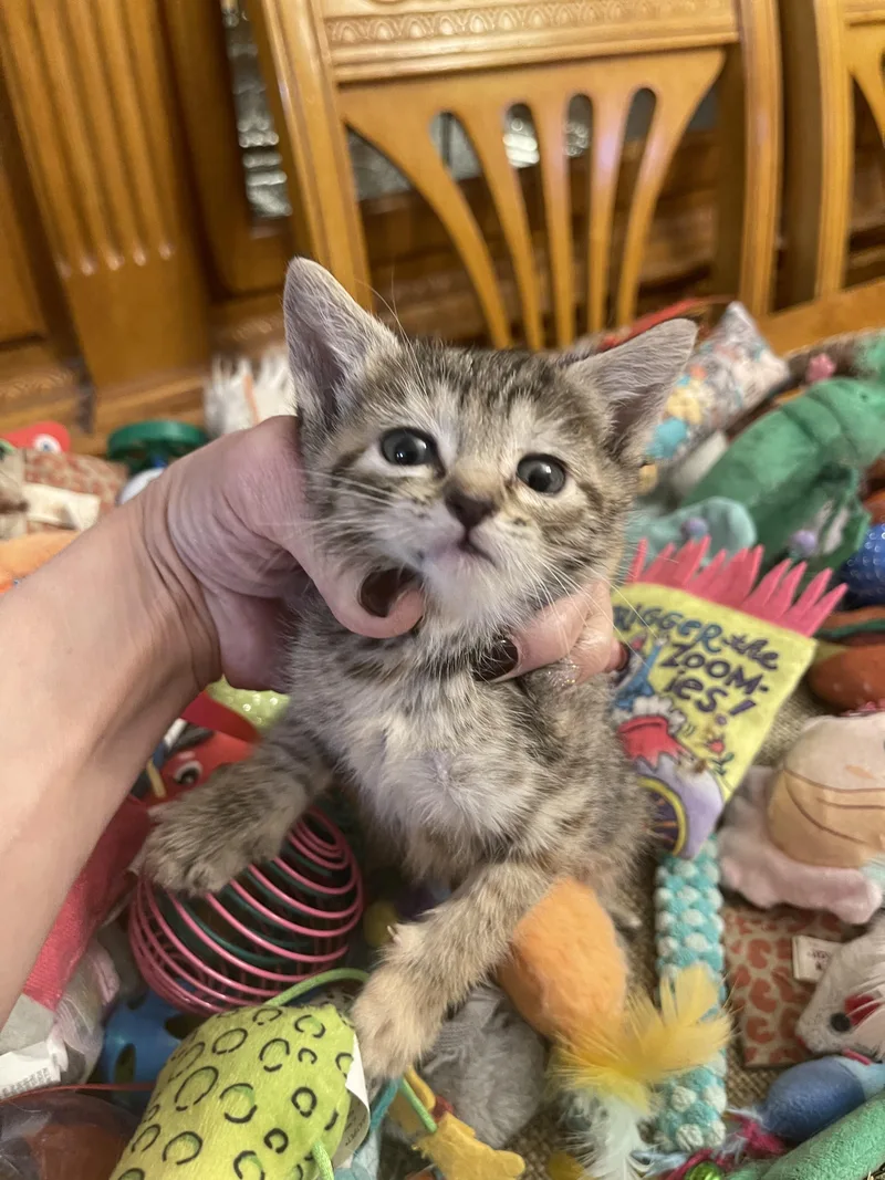 A baby medium-sized female Tabby (Gray / Blue / Silver) Domestic Short Hair cat named Maisy for adoption in Nutley, NJ